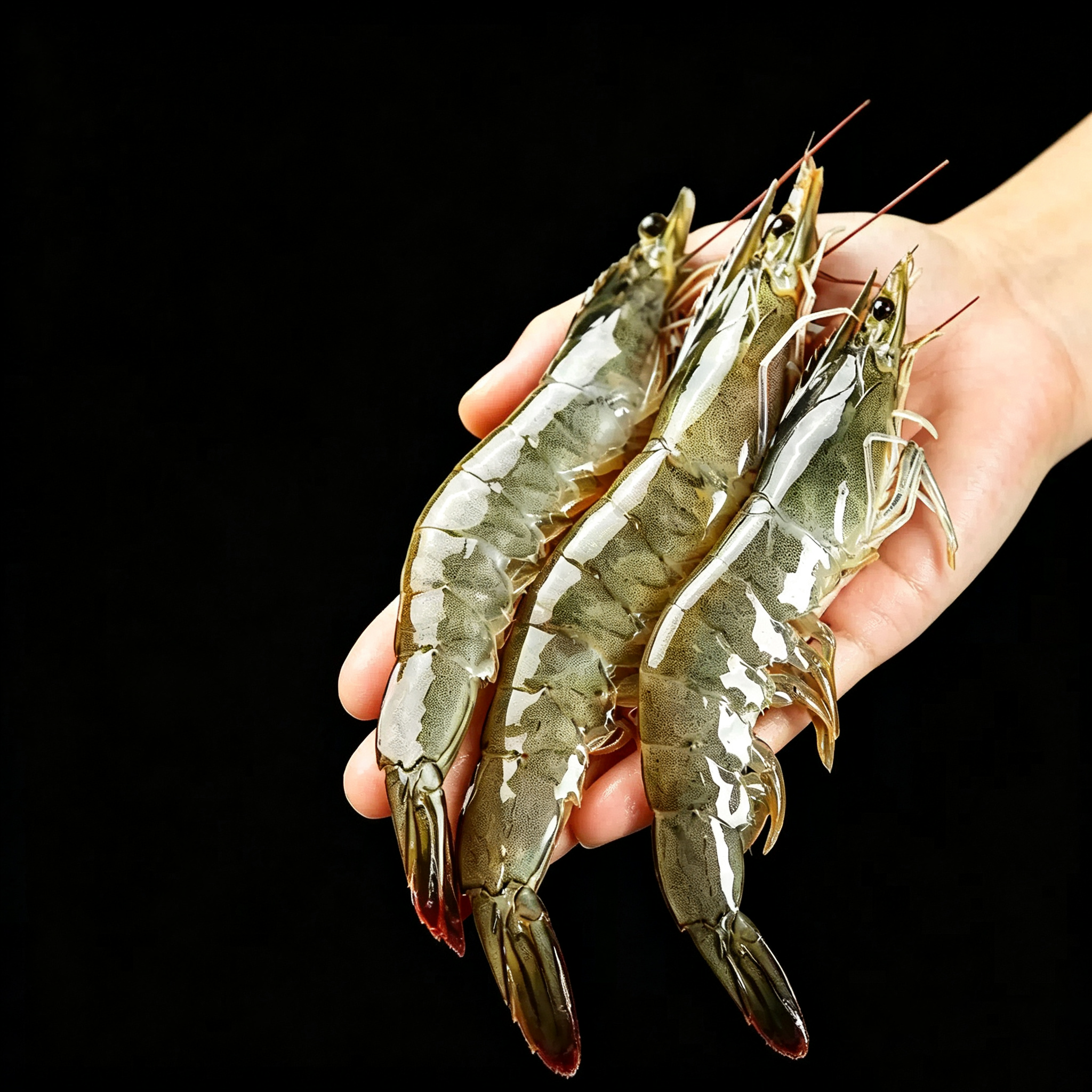 Prawns & Shrimp