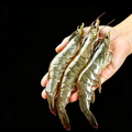 Frozen Large Sea Prawns