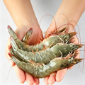 Frozen Raw Whole White Shrimp